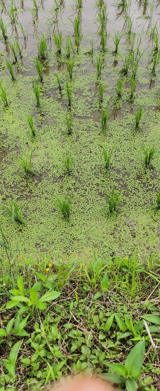 재한님의 벼 · 자유게시판 작성글 사진
