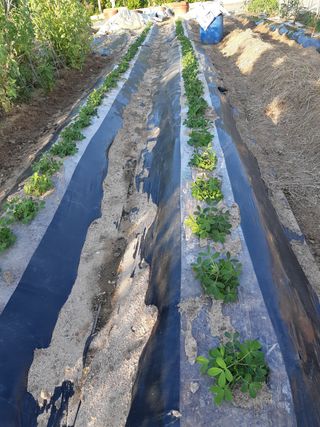 신 난다님의 금쪽같은 내 작물 자랑하기 · 참여 작성글 사진