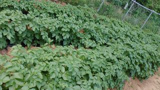 박상현님의 금쪽같은 내 작물 자랑하기 · 참여 작성글 사진