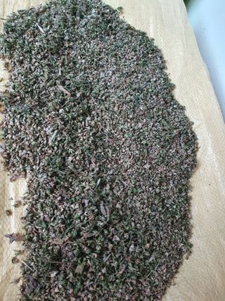 구성휘님의 시금치 · 품종•종자 작성글 사진