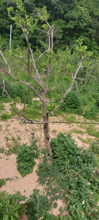 김대환님의 금쪽같은 내 작물 자랑하기 · 참여 작성글 사진