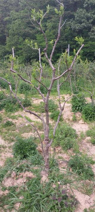 김대환님의 금쪽같은 내 작물 자랑하기 · 참여 작성글 사진