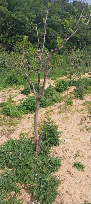 김대환님의 금쪽같은 내 작물 자랑하기 · 참여 작성글 사진