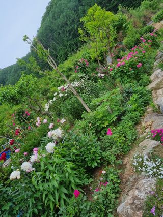 양구 촌놈님의 벼 · 자유게시판 작성글 사진