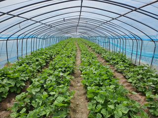 밀양홍반장님의 금쪽같은 내 작물 자랑하기 · 참여 작성글 사진