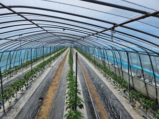 밀양홍반장님의 금쪽같은 내 작물 자랑하기 · 참여 작성글 사진