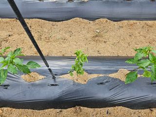 마중물0715님의 고추 · 병해충상담 작성글 사진