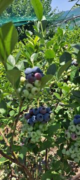 팜모닝 금쪽같은 내 작물 자랑하기·참여 게시글 이미지