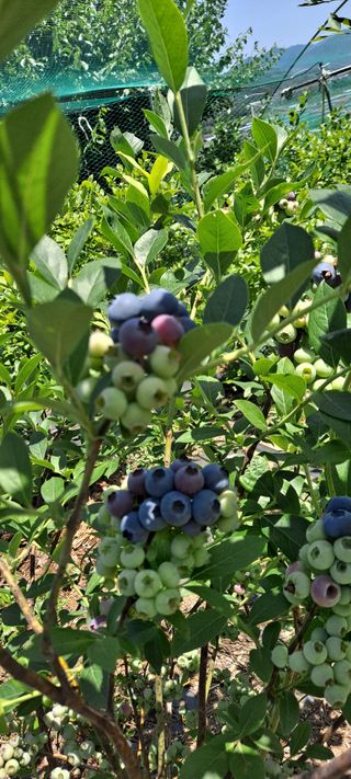 둥이와 쏭이의농장님의 금쪽같은 내 작물 자랑하기 · 참여 작성글 사진