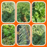 팜모닝 자유주제·자유게시판 게시글 이미지