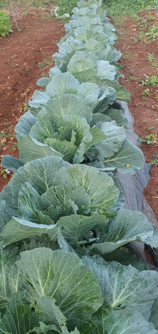 김인환님의 자유주제 · 자유게시판 작성글 사진