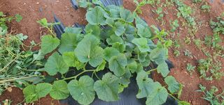 김인환님의 자유주제 · 자유게시판 작성글 사진