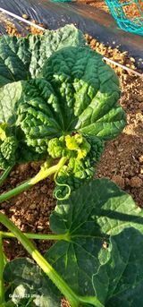 팜모닝 금쪽같은 내 작물 자랑하기·참여 게시글 이미지