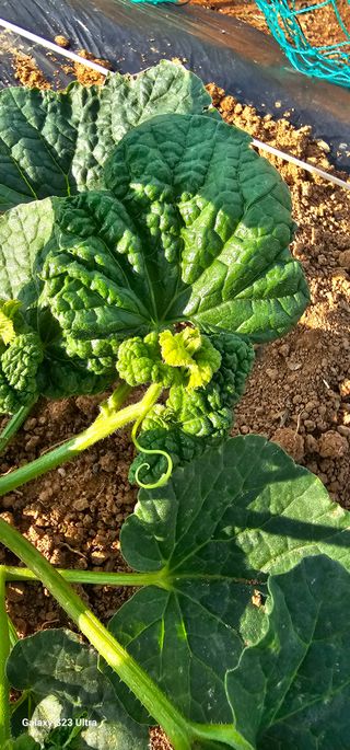 김연철님의 금쪽같은 내 작물 자랑하기 · 참여 작성글 사진