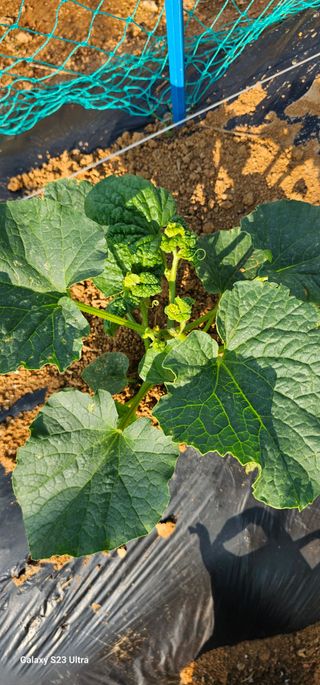 김연철님의 금쪽같은 내 작물 자랑하기 · 참여 작성글 사진