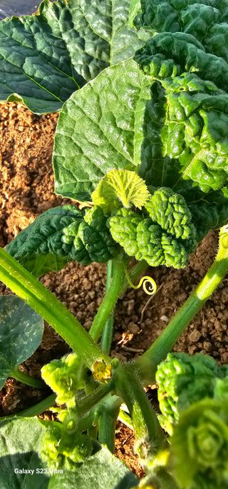 김연철님의 금쪽같은 내 작물 자랑하기 · 참여 작성글 사진