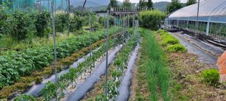 대삼팜스빌리지님의 자유주제 · 자유게시판 작성글 사진