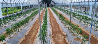 대삼팜스빌리지님의 자유주제 · 자유게시판 작성글 사진