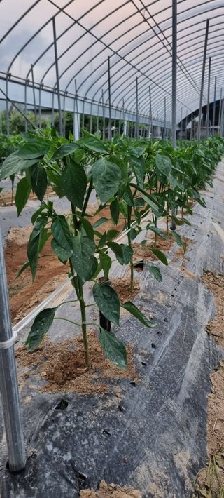 대삼팜스빌리지님의 자유주제 · 자유게시판 작성글 사진