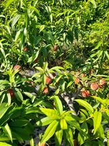 팜모닝 복숭아·자유게시판 게시글 이미지