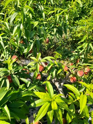 양배추20442님의 복숭아 · 자유게시판 작성글 사진