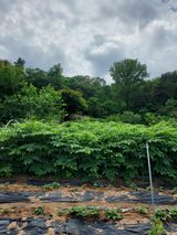 팜모닝 두릅·병해충상담 게시글 이미지