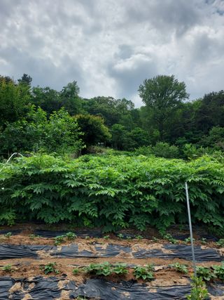 신경숙님의 두릅 · 병해충상담 작성글 사진