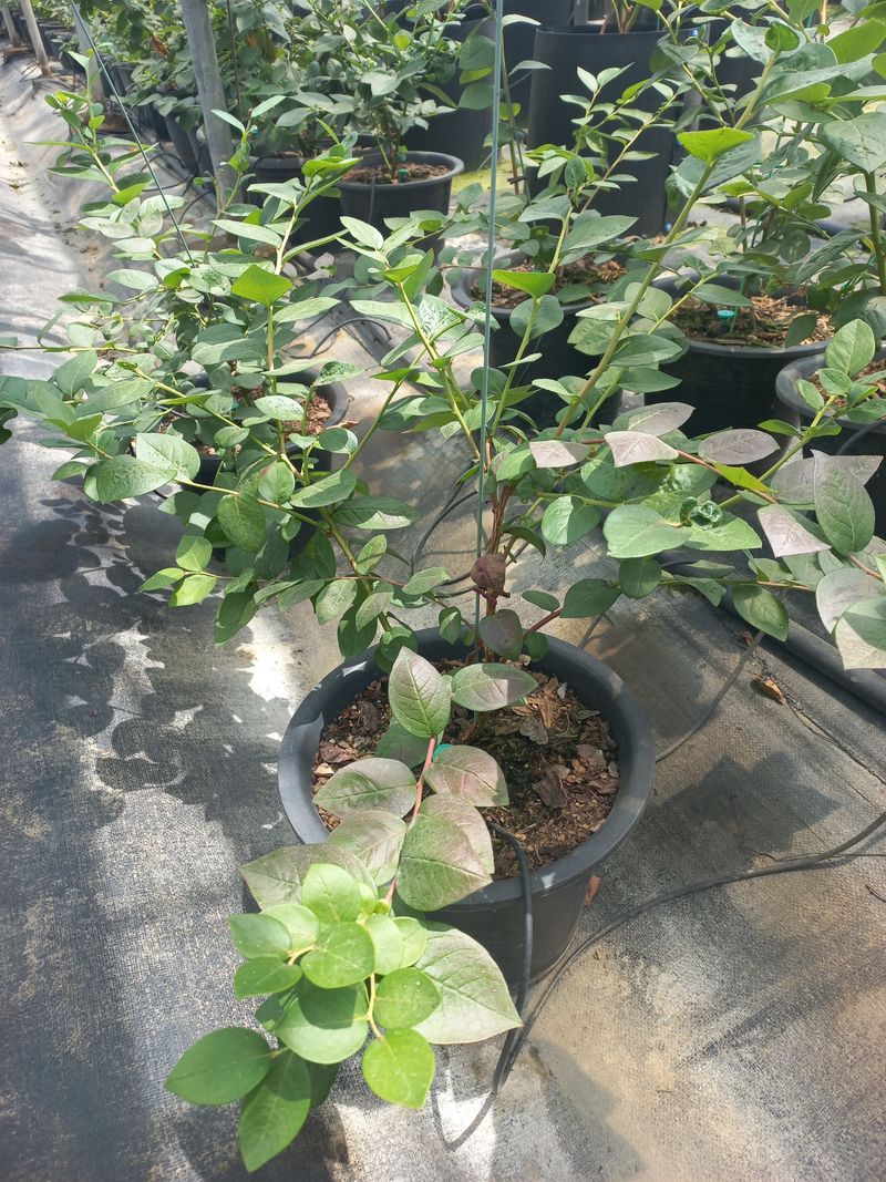 장터 상품 [블루베리나무판매(에메랄드.온슬로)] 썸네일