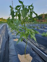 팜모닝 고추·일상 게시글 이미지