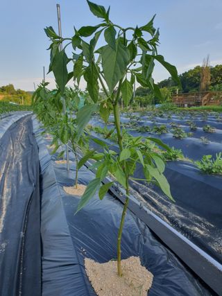 인생을사노라면님의 고추 · 일상 작성글 사진