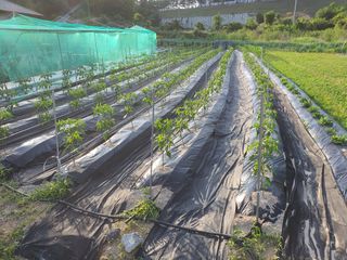 인생을사노라면님의 고추 · 일상 작성글 사진