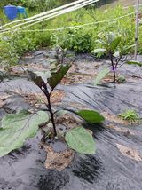 팜모닝 금쪽같은 내 작물 자랑하기·참여 게시글 이미지