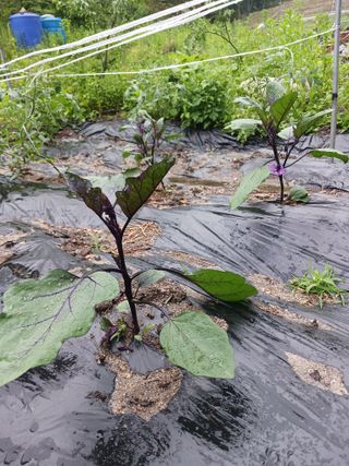혁이네농원님의 금쪽같은 내 작물 자랑하기 · 참여 작성글 사진