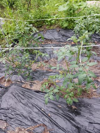 혁이네농원님의 금쪽같은 내 작물 자랑하기 · 참여 작성글 사진