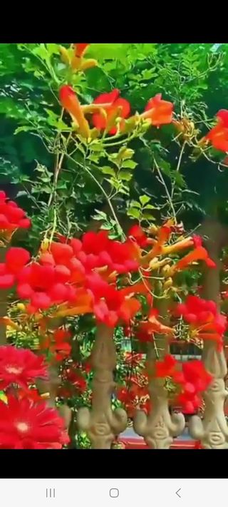 혁이네농원님의 금쪽같은 내 작물 자랑하기 · 참여 작성글 사진