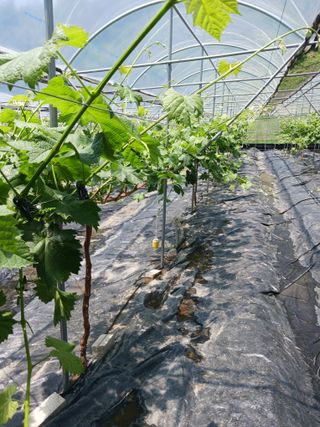 혁이네농원님의 금쪽같은 내 작물 자랑하기 · 참여 작성글 사진