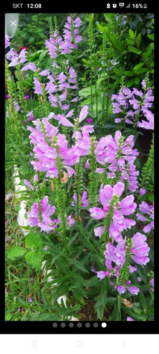 혁이네농원님의 금쪽같은 내 작물 자랑하기 · 참여 작성글 사진