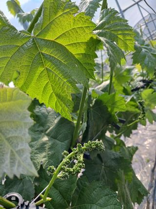 혁이네농원님의 금쪽같은 내 작물 자랑하기 · 참여 작성글 사진