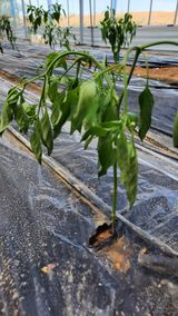 팜모닝 고추·병해충상담 게시글 이미지