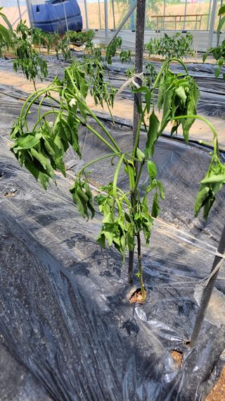 홍사엽님의 고추 · 병해충상담 작성글 사진