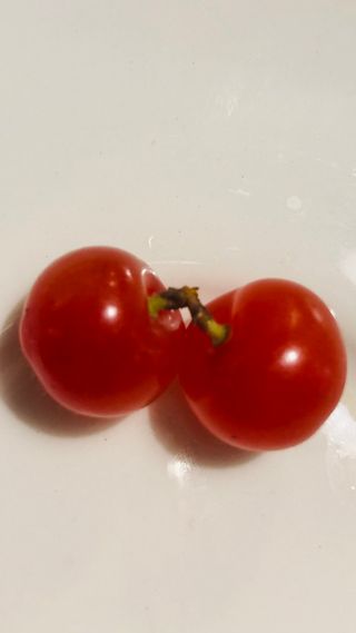 밀양아리랑님의 금쪽같은 내 작물 자랑하기 · 참여 작성글 사진