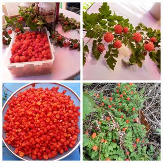 인생은 소풍처럼님의 양배추 · 자유게시판 작성글 사진