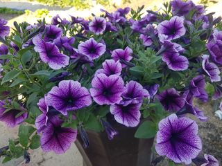 정주님의 금쪽같은 내 작물 자랑하기 · 참여 작성글 사진