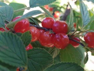 정주님의 금쪽같은 내 작물 자랑하기 · 참여 작성글 사진