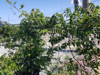 정주님의 금쪽같은 내 작물 자랑하기 · 참여 작성글 사진