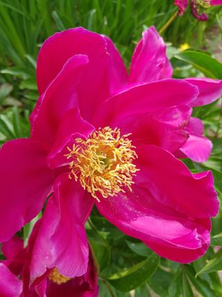 정주님의 금쪽같은 내 작물 자랑하기 · 참여 작성글 사진