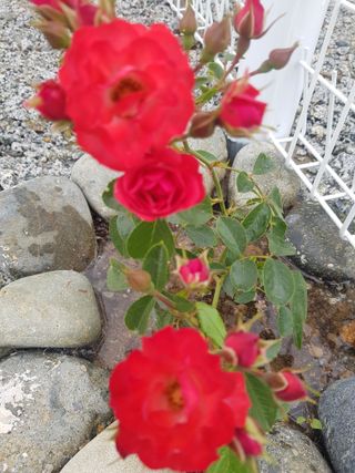 정주님의 금쪽같은 내 작물 자랑하기 · 참여 작성글 사진