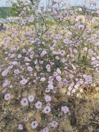 정주님의 금쪽같은 내 작물 자랑하기 · 참여 작성글 사진