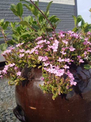 정주님의 금쪽같은 내 작물 자랑하기 · 참여 작성글 사진