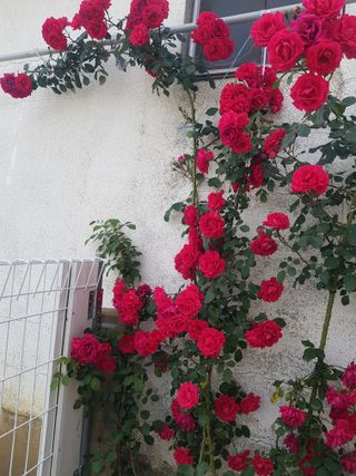 정주님의 금쪽같은 내 작물 자랑하기 · 참여 작성글 사진